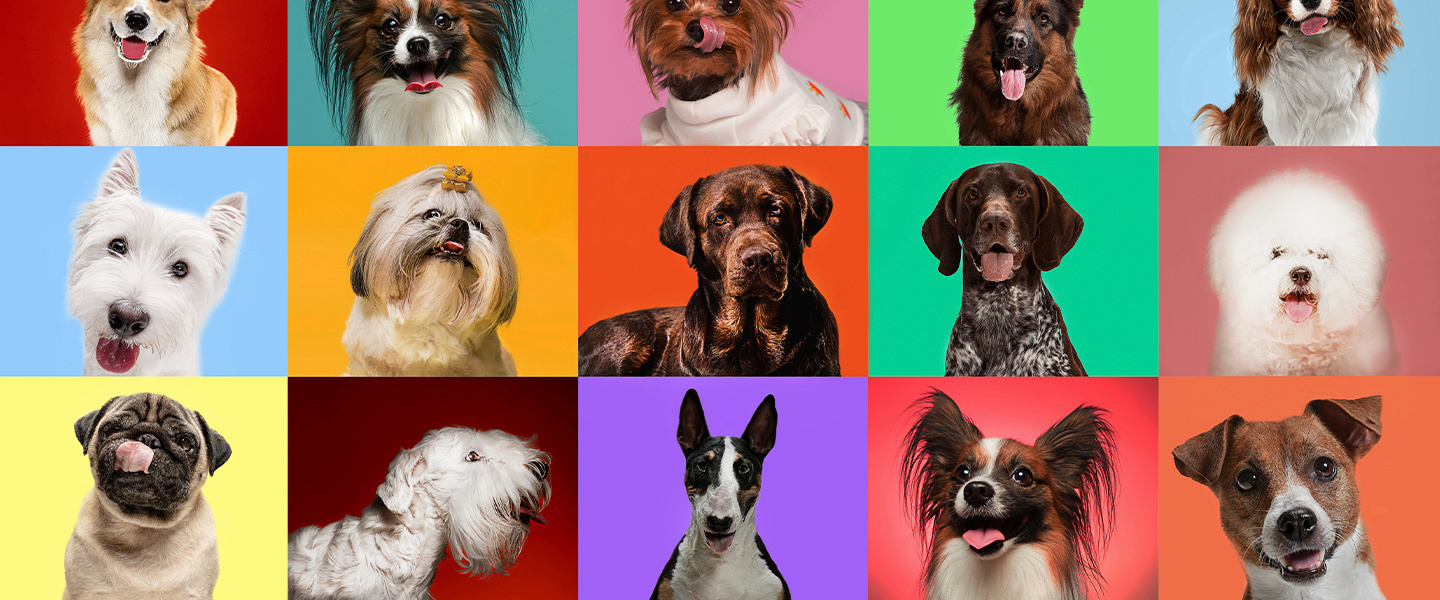 Is your dog insured?
